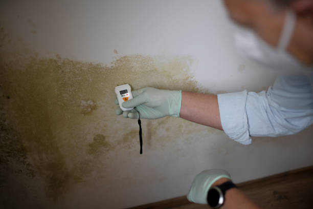 Best DIY Mold Remediation Support Services in Pirtleville, AZ